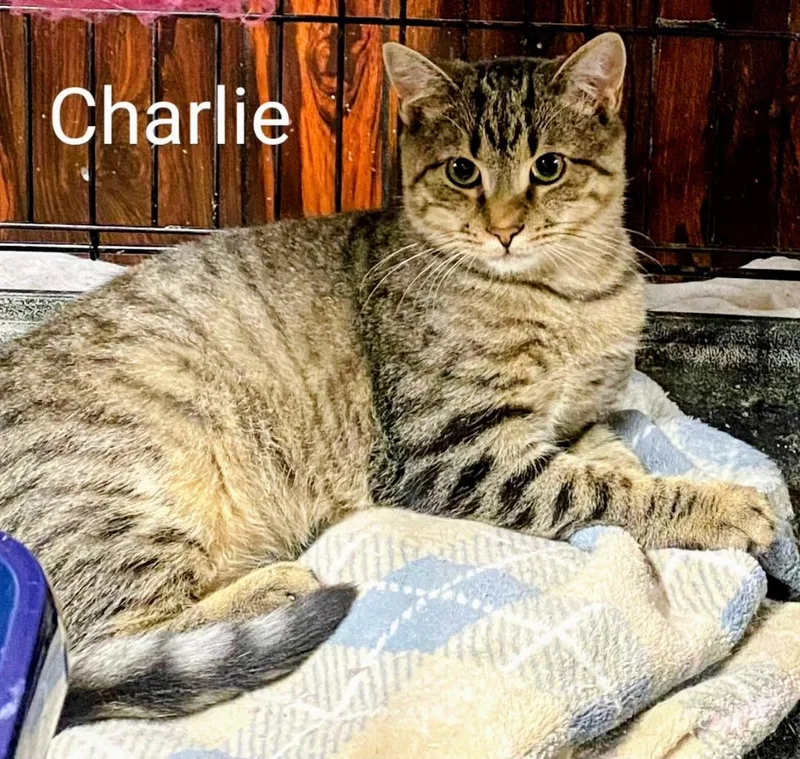 Charlie thumbnail 2