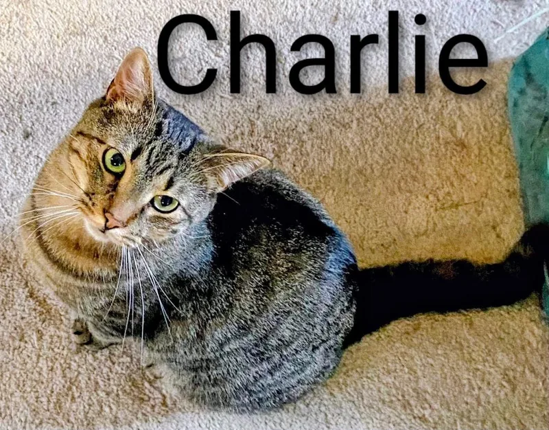 An adult medium-sized male Domestic Short Hair cat named Charlie for adoption in Binghamton, NY