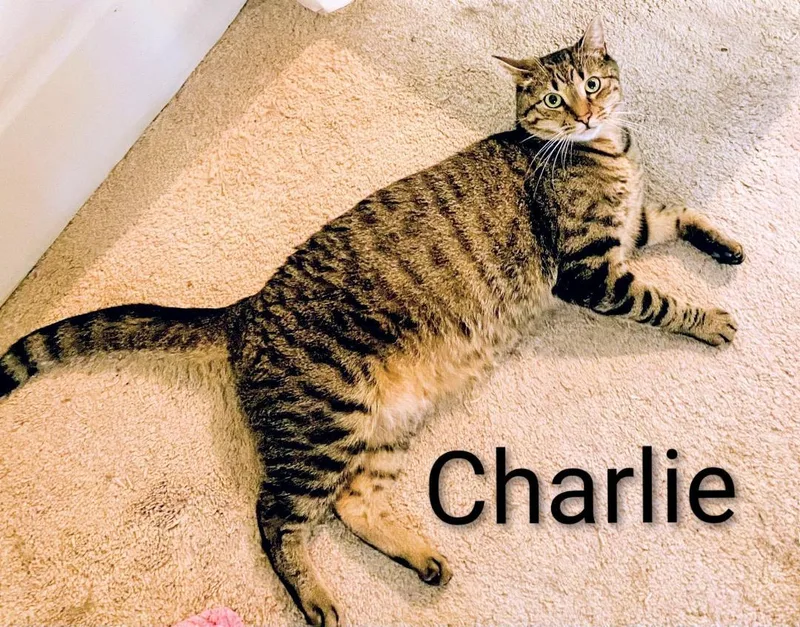 Charlie thumbnail 3