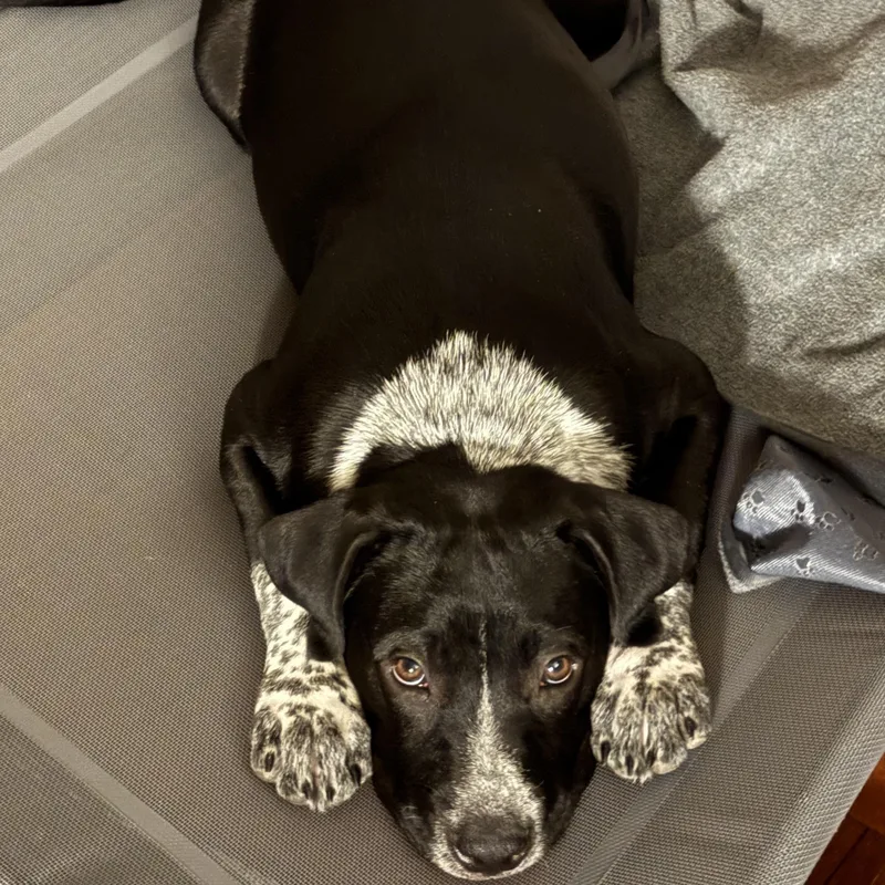 A young medium-sized male Black Pit Bull Terrier dog named Barton for adoption in Pflugerville, TX