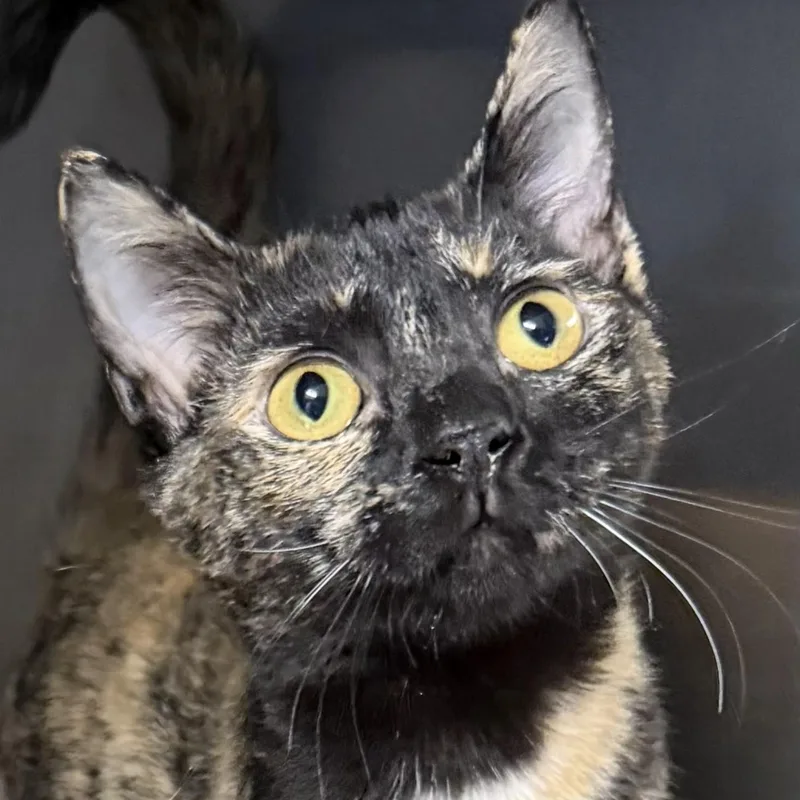 A young medium-sized female Tortoiseshell Domestic Short Hair cat named Cleo for adoption in SNOW HILL, NC