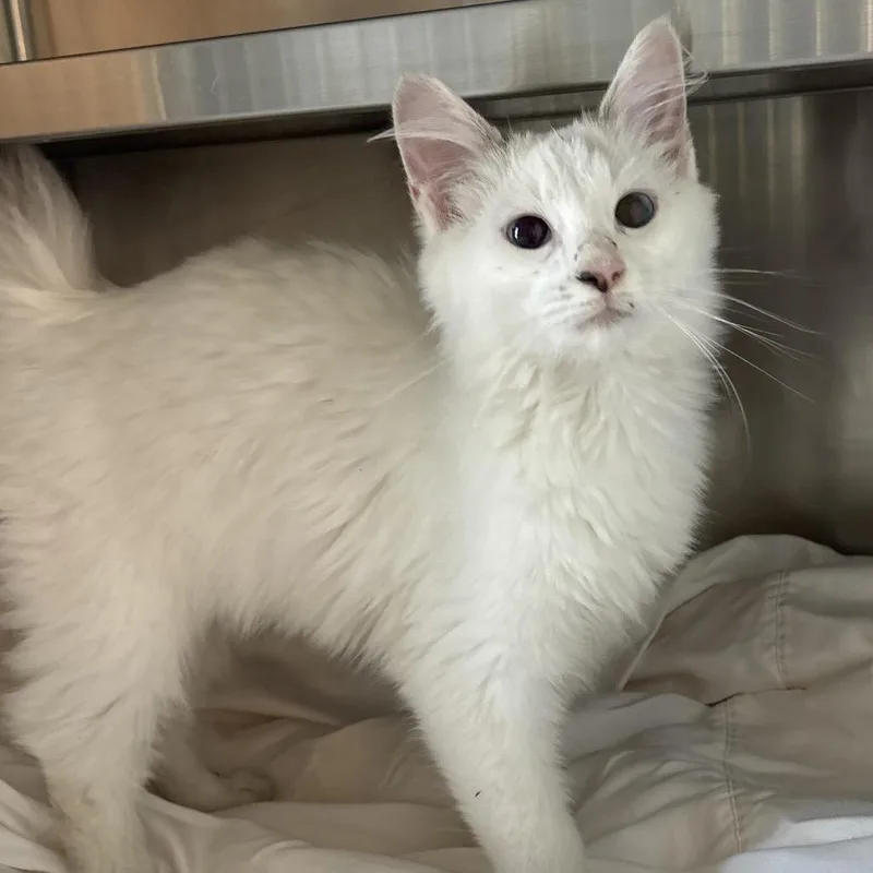 An adult medium-sized female White Domestic Medium Hair cat named Ribbon for adoption in Chattanooga, TN