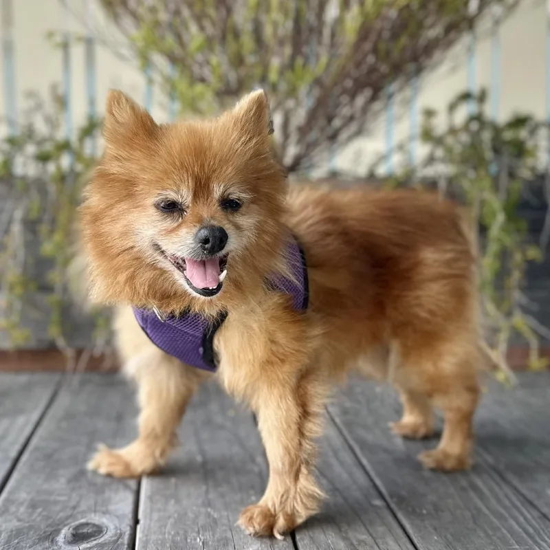 A senior small-sized female Red / Chestnut / Orange Pomeranian dog named Sparkler for adoption in Pacific Grove, CA