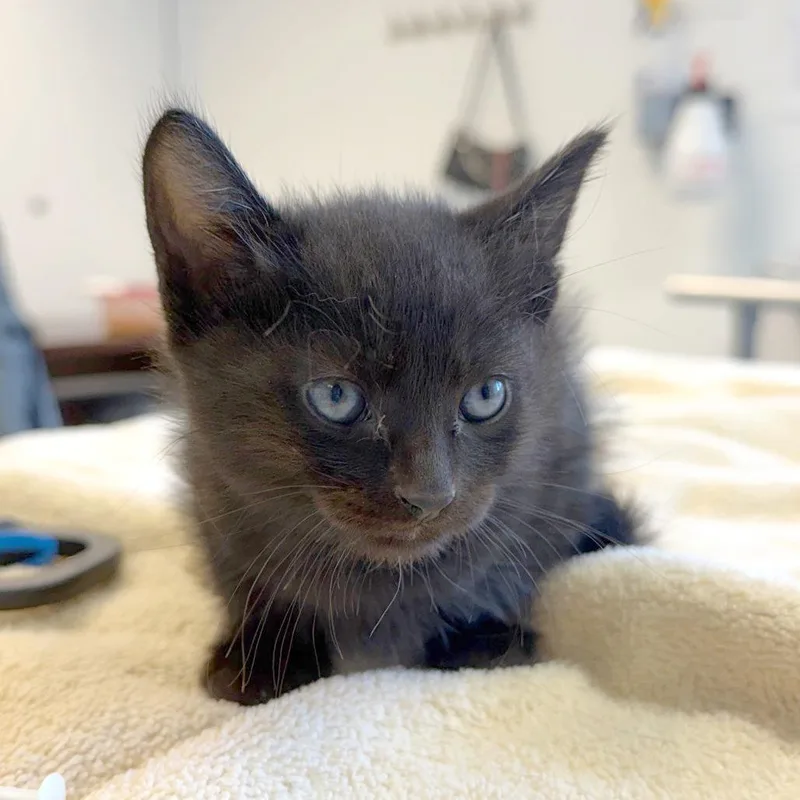 A baby small-sized male Black Domestic Short Hair cat named Yellow Submarine for adoption in Austin, TX