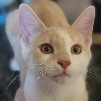 A baby small-sized male Domestic Short Hair cat named Roll for adoption in Verona, WI