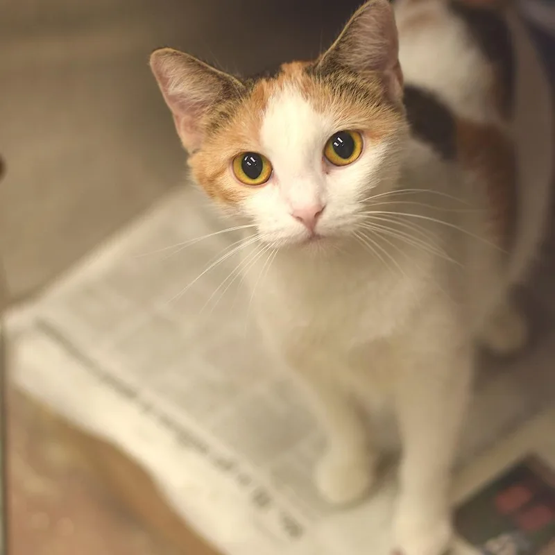 An adult medium-sized female Calico Domestic Short Hair cat named Vee for adoption in Belleville, IL
