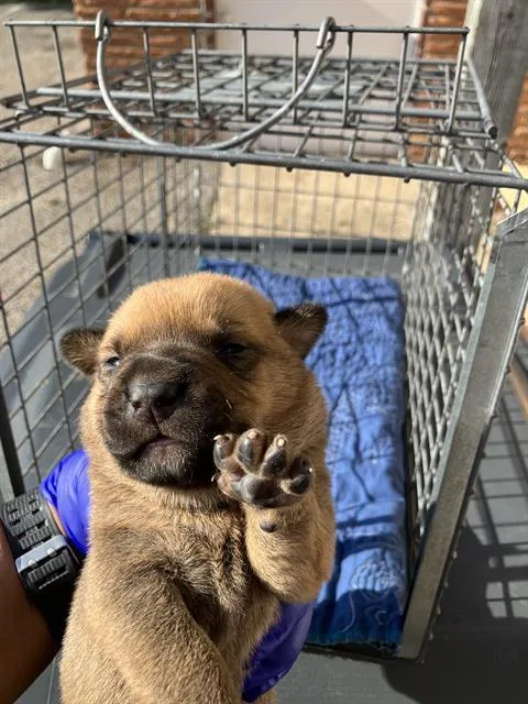 A baby medium-sized male Mixed Breed dog named Bow for adoption in Dallas, TX