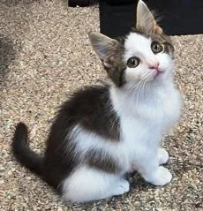 A baby small-sized female White Domestic Medium Hair cat named Patsy for adoption in Lebanon, PA