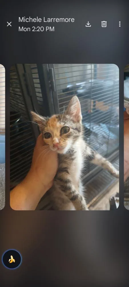A baby small-sized male Gray & White Domestic Short Hair cat named Appa for adoption in Thatcher, AZ