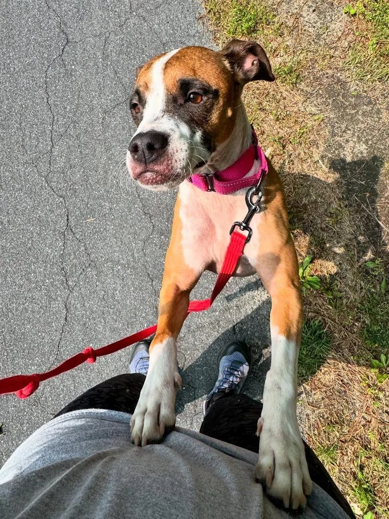 An adult medium-sized female Boxer dog named Stalena for adoption in Berlin, MD