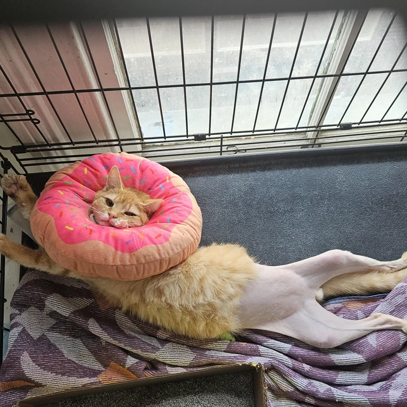 Sixtoed Silas thumbnail 2