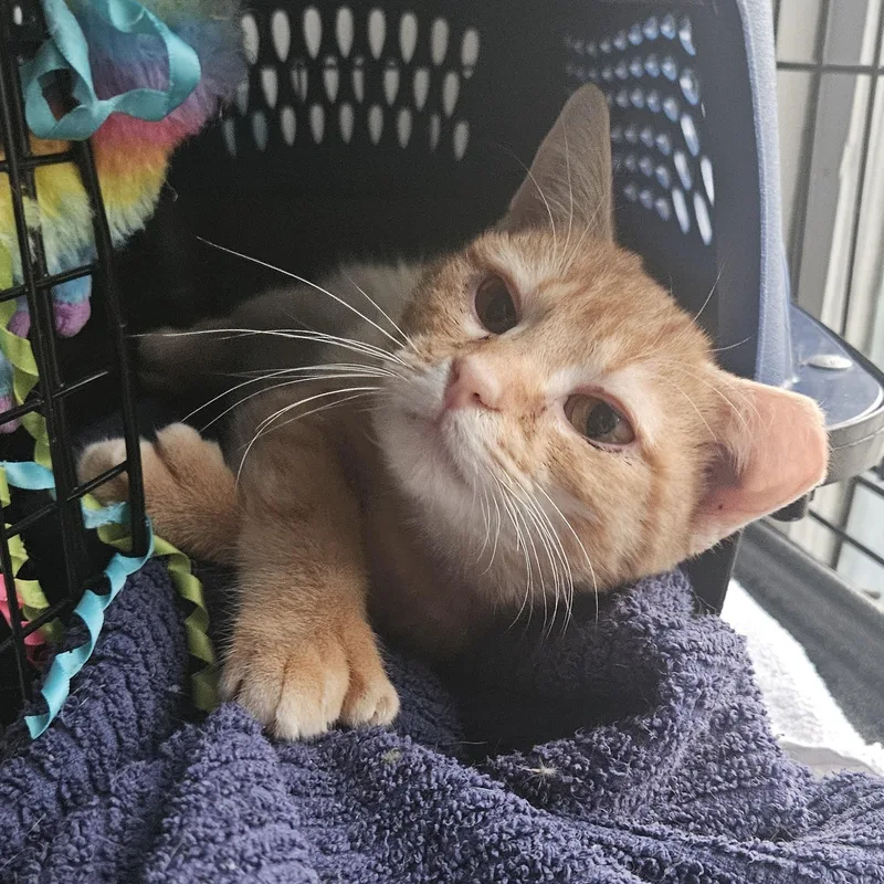 Sixtoed Silas thumbnail 3