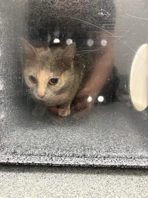 A young small-sized female Domestic Short Hair cat named Raven for adoption in Indianapolis, IN