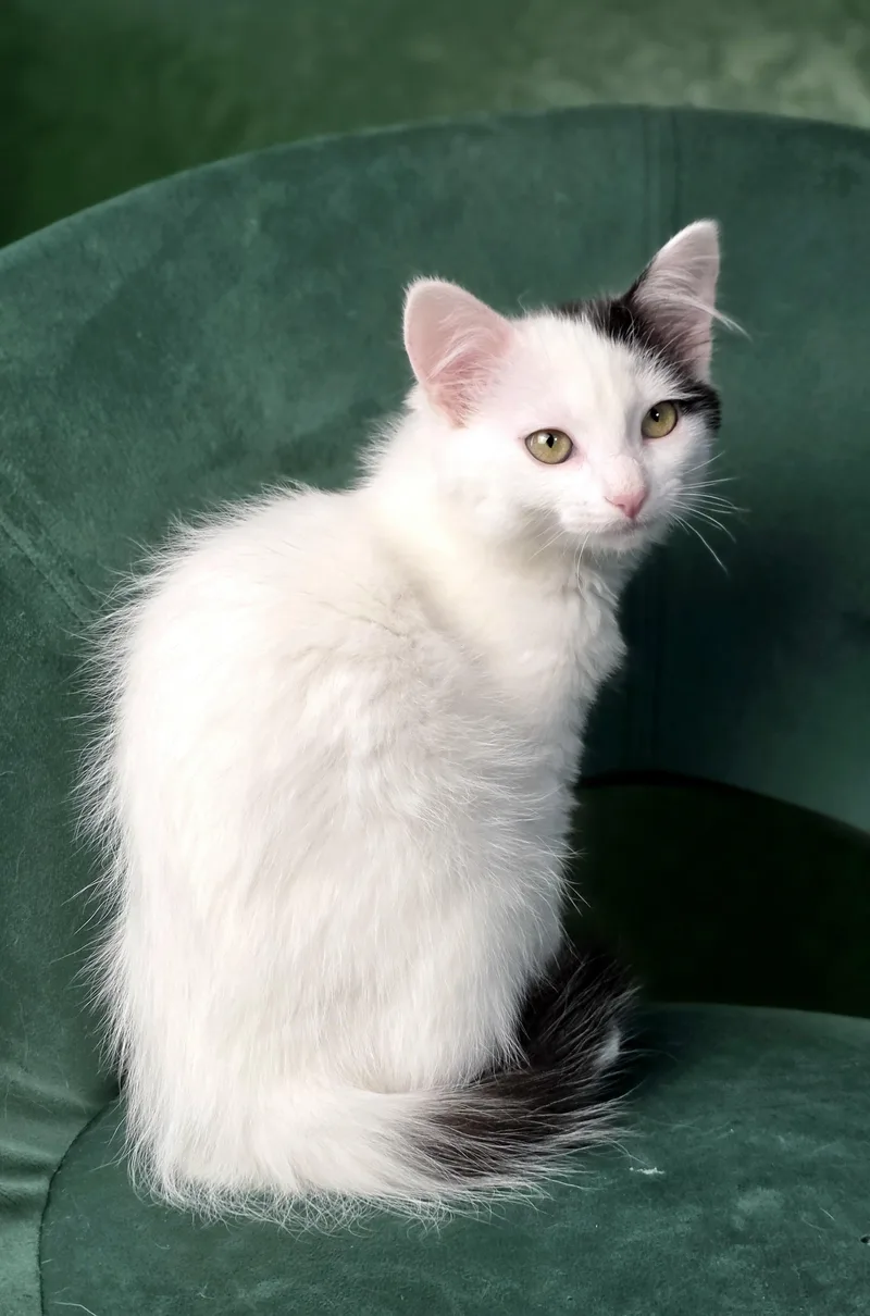 A baby small-sized female Black & White / Tuxedo Domestic Medium Hair cat named Camembert for adoption in Schertz, TX
