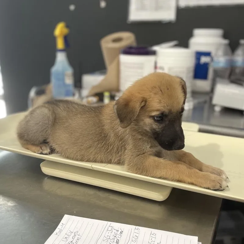 A baby medium-sized male Yellow / Tan / Blond / Fawn German Shepherd Dog dog named Archie for adoption in Livingston, TX