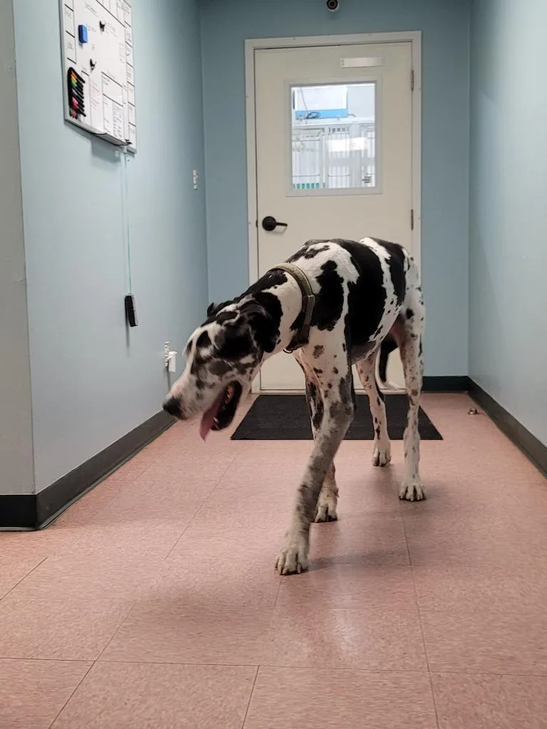 A senior extra large-sized male Great Dane dog named Louie for adoption in Wabash, IN