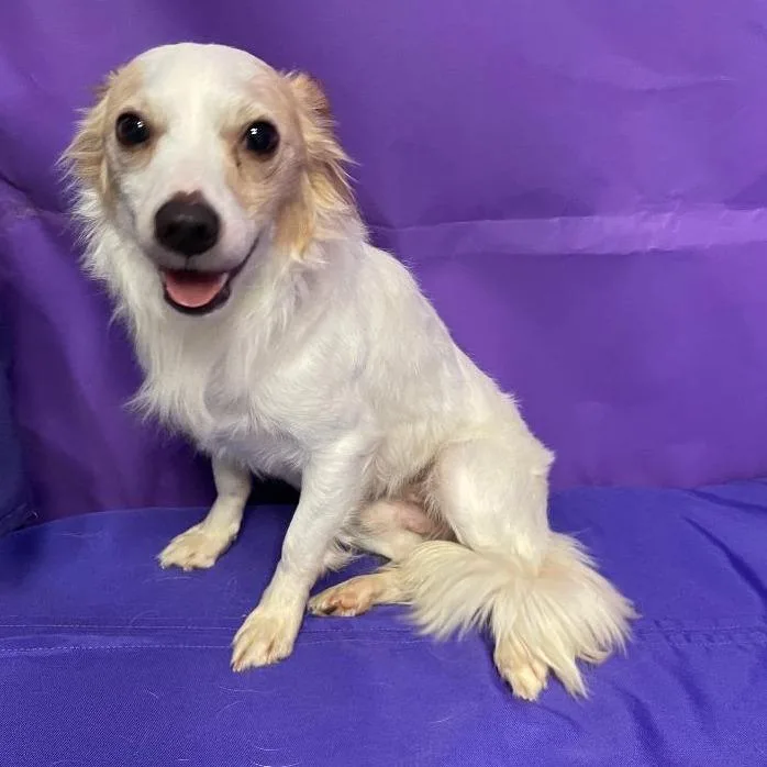 An adult small-sized male White / Cream Chihuahua dog named Buck for adoption in North Myrtle Beach, SC