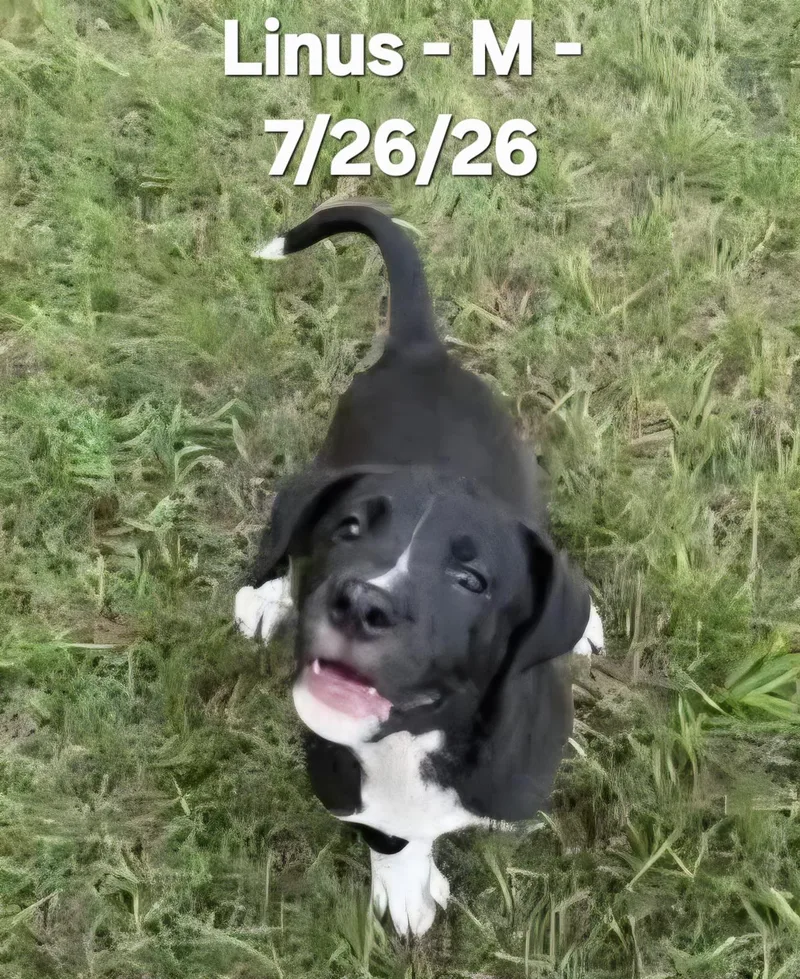 A baby medium-sized male Black Labrador Retriever dog named Linus for adoption in Calera, AL