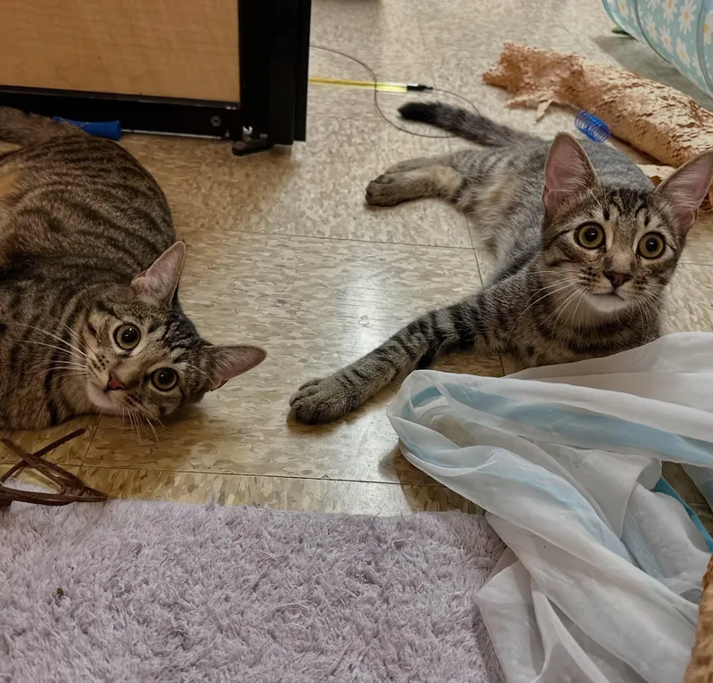 Eastvale thumbnail 3