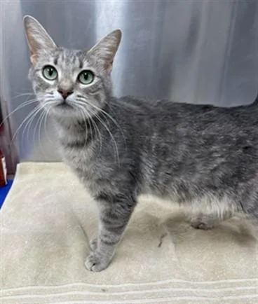 A young small-sized female Domestic Short Hair cat named Dakota for adoption in Hagerstown, MD
