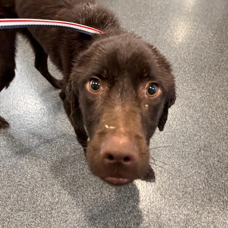A young medium-sized male Brown / Chocolate Mixed Breed dog named Mr. Noodle for adoption in Allentown, PA