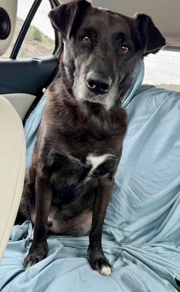 An adult large-sized male Labrador Retriever dog named Toby for adoption in Littleton, CO