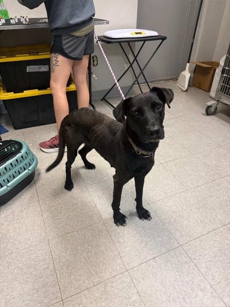 An adult medium-sized female Labrador Retriever dog named Midnight for adoption in Sorrento, LA