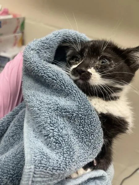 A baby small-sized female Domestic Short Hair cat named Anya for adoption in El Cajon, CA