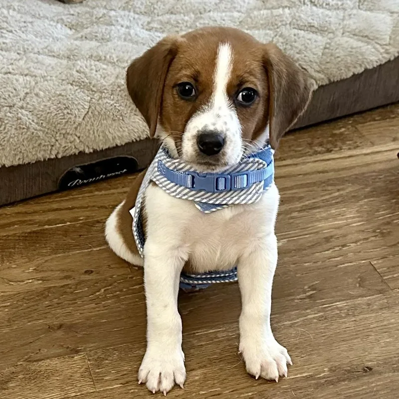 Baby Watson