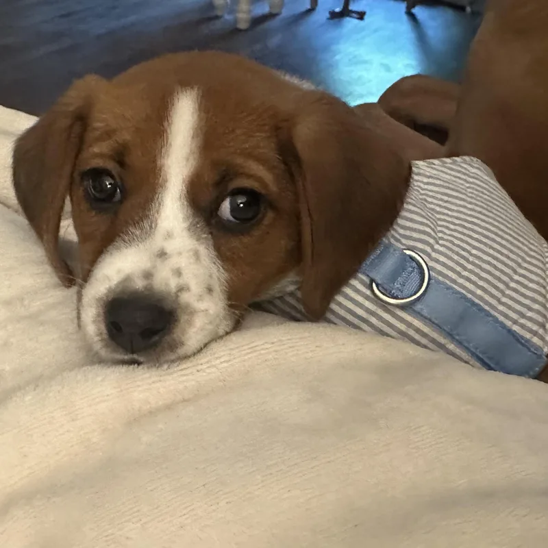 Baby Watson thumbnail 4