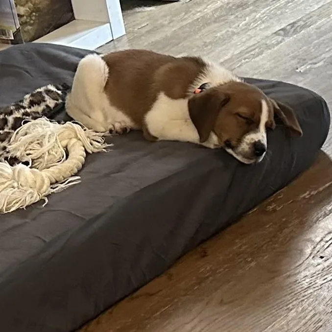 Baby Watson thumbnail 5