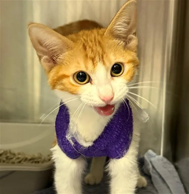 A baby small-sized male Domestic Short Hair cat named Ruffles for adoption in Conroe, TX