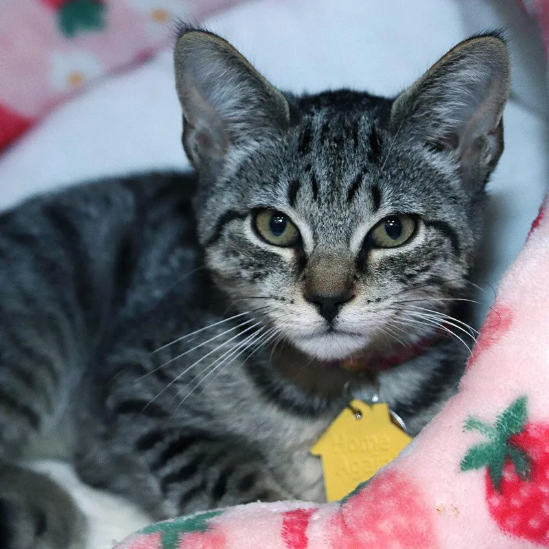 A baby small-sized female Domestic Short Hair cat named Flounder for adoption in Port Washington, NY