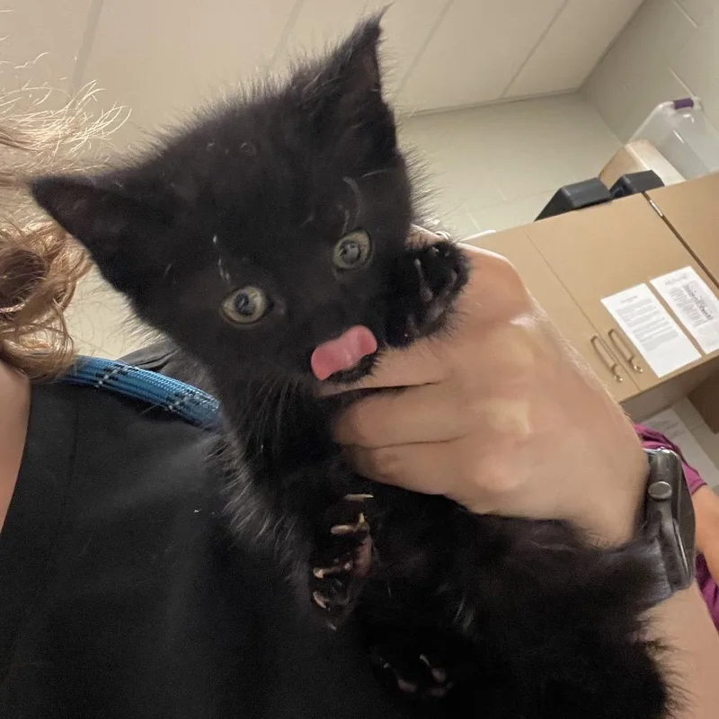 A baby small-sized female Black Domestic Short Hair cat named Lil Stink for adoption in Bristol, IN