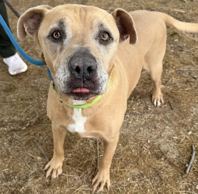A senior large-sized male American Staffordshire Terrier dog named Azul for adoption in Tucson, AZ
