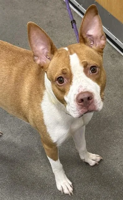 A young medium-sized female Pit Bull Terrier dog named Crazy for adoption in Upper Marlboro, MD