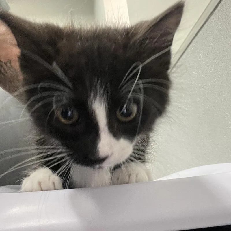 A baby small-sized male Black Domestic Medium Hair cat named Mowgli for adoption in Tampa, FL