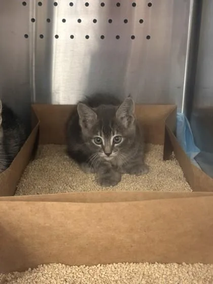 A young small-sized female Domestic Short Hair cat named Eliza for adoption in Roseville, CA