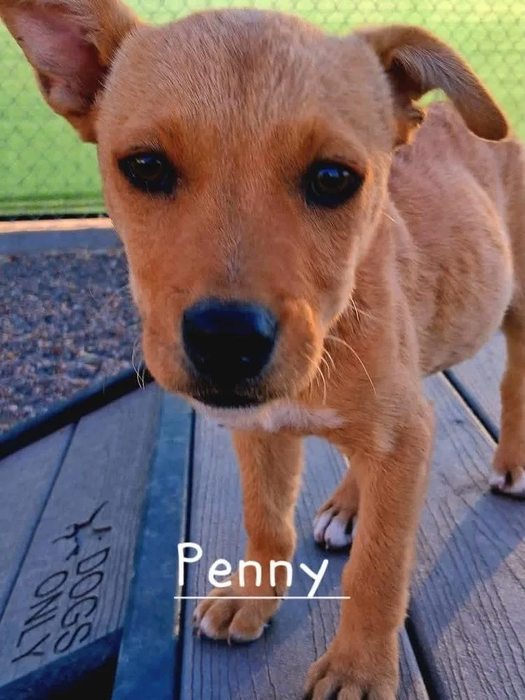 Penny