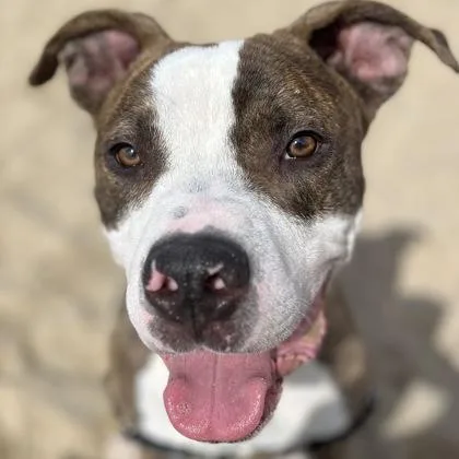 A young large-sized male Mixed Breed dog named Scoobs for adoption in Janesville, WI