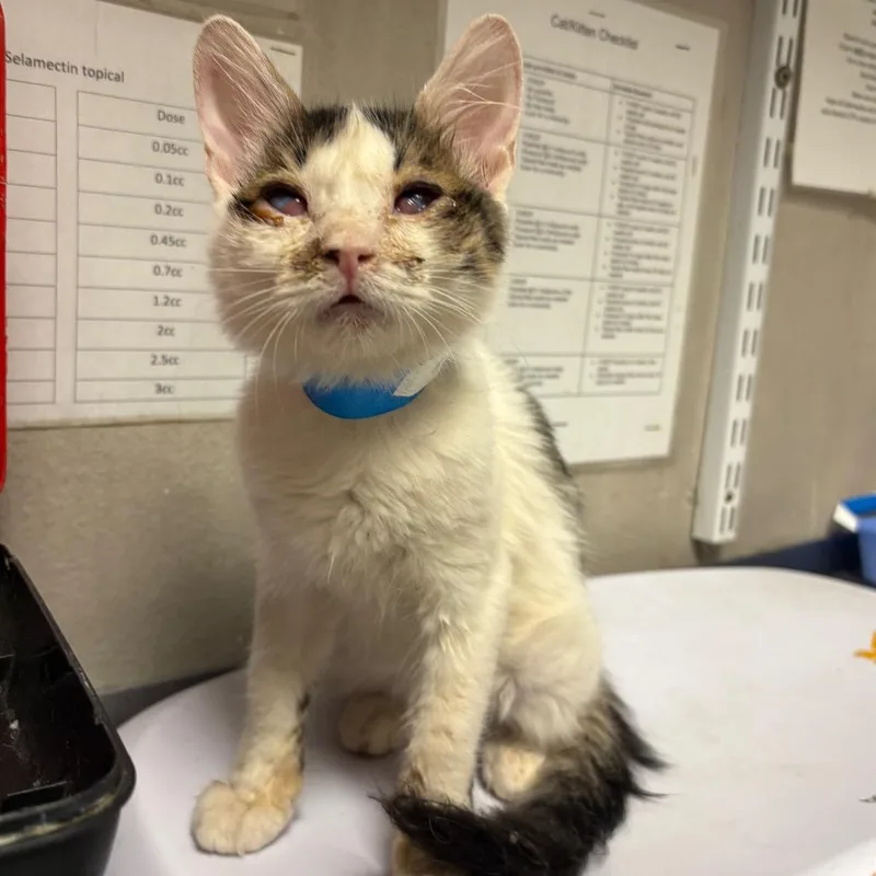 A baby small-sized male Brown / Chocolate Domestic Medium Hair cat named Colby for adoption in Yuma, AZ