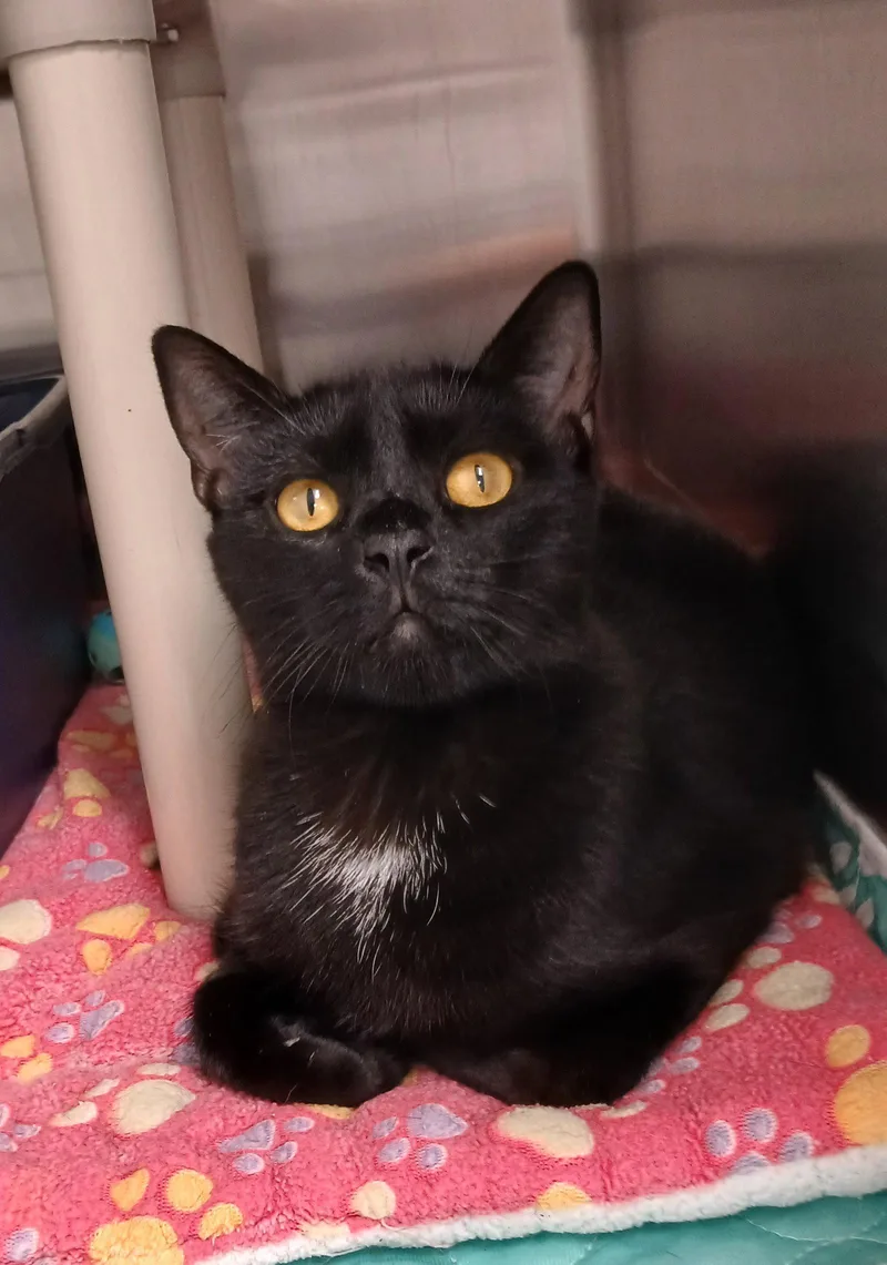 An adult medium-sized female Domestic Short Hair cat named Quartz for adoption in Bay City, MI