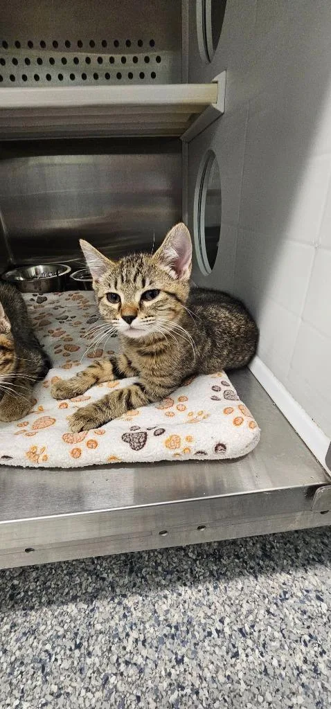 A baby small-sized female Domestic Short Hair cat named Nila for adoption in Athens, TN