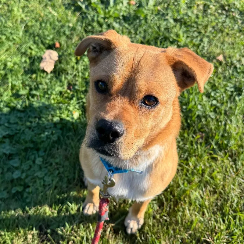 An adult small-sized male Yellow / Tan / Blond / Fawn Mixed Breed dog named Cody for adoption in Naperville, IL