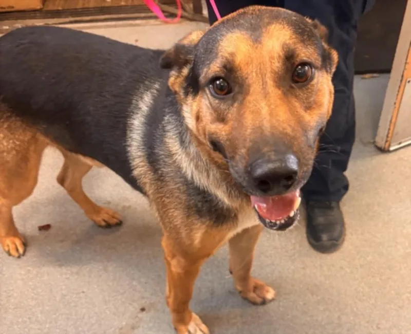 An adult large-sized male German Shepherd Dog dog named A for adoption in Olivehurst, CA