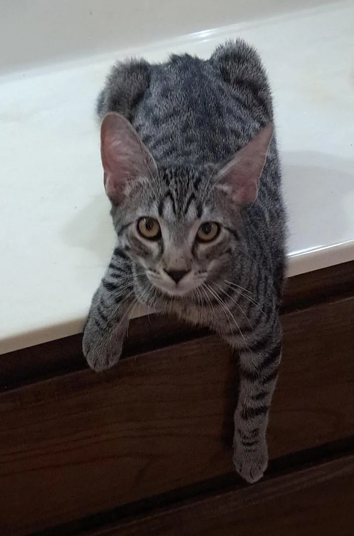 A baby medium-sized female Tabby cat named Lindfield for adoption in Phoenix, AZ
