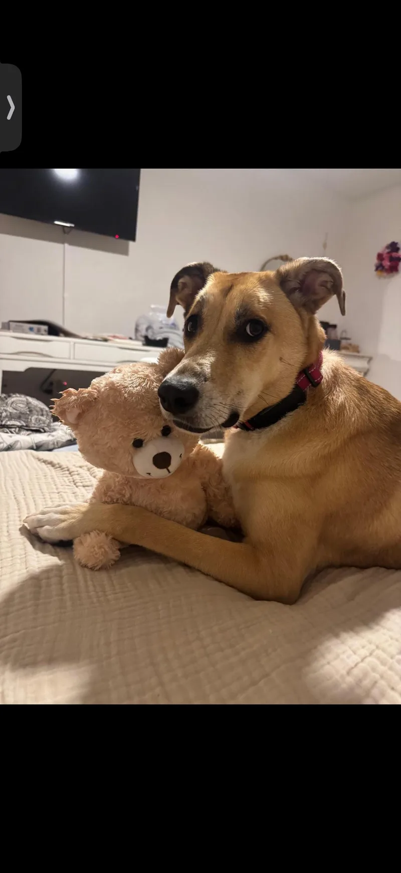 A young medium-sized female Mixed Breed dog named Blythe for adoption in Winter Park, FL