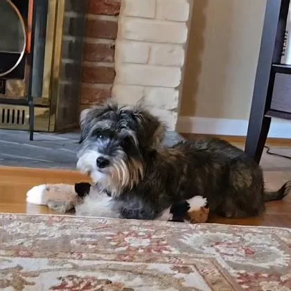 An adult small-sized female Mixed Breed dog named Sweetie for adoption in Fairfax, VA