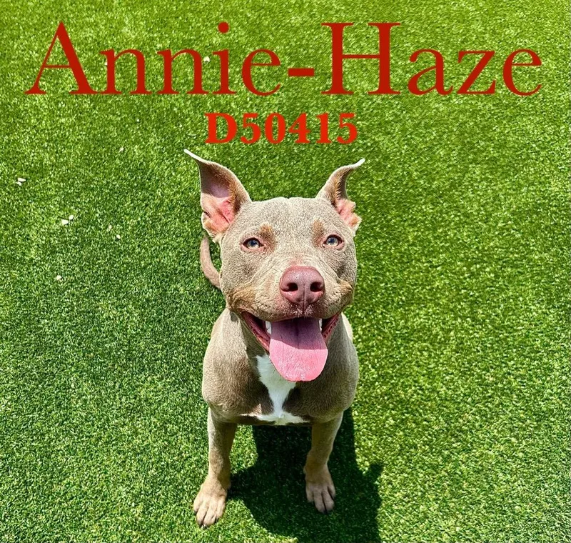 A baby medium-sized female Pit Bull Terrier dog named Anniehaze for adoption in Clarksville, TN