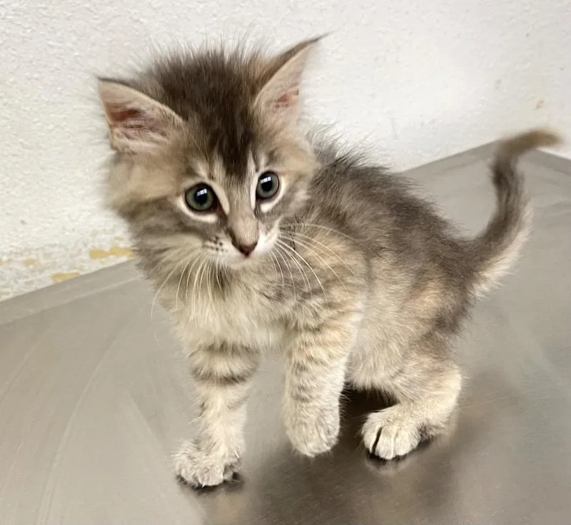 Mew Mew